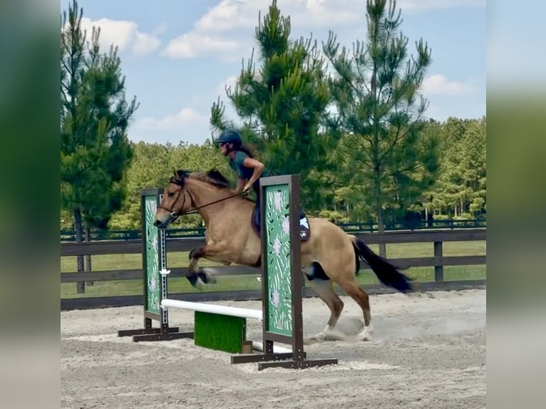 Fjord Mix Castrone 3 Anni Falbo in Sherborn