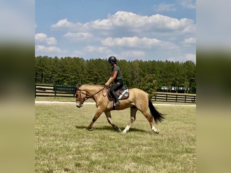 Fjord Mix Castrone 3 Anni Falbo in Sherborn