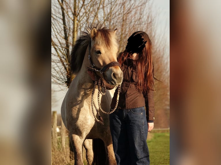Fjord Castrone 4 Anni 138 cm in Achterveld
