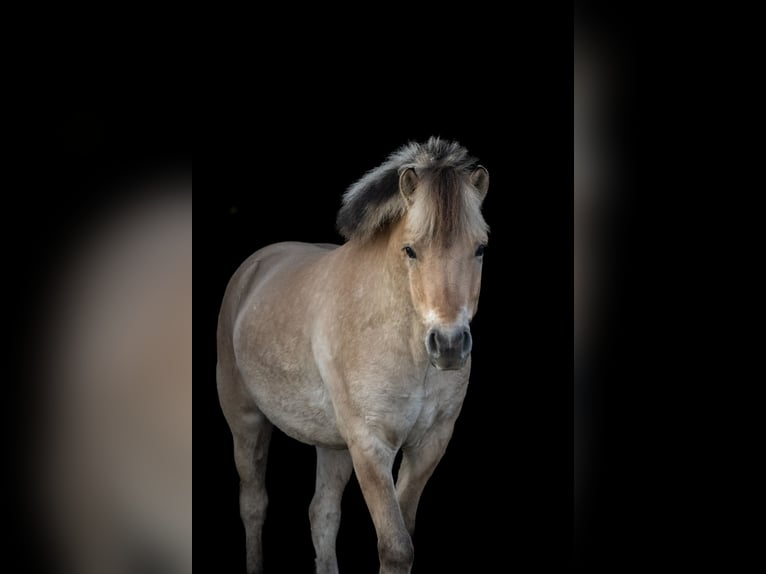 Fjord Castrone 4 Anni 138 cm in Achterveld