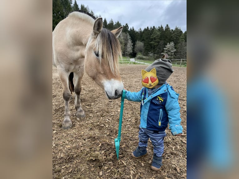 Fjord Castrone 4 Anni 141 cm Falbo in Loßburg