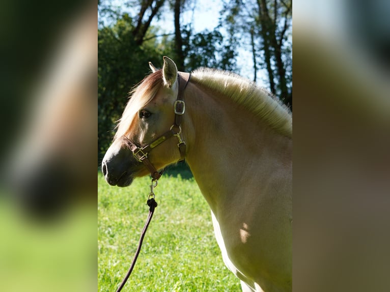 Fjord Castrone 4 Anni 142 cm Falbo in Villach