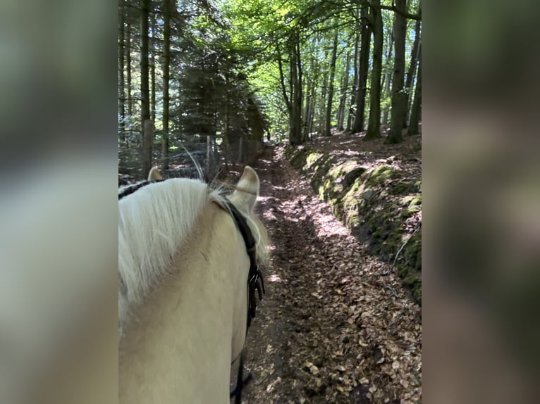 Fjord Castrone 4 Anni 144 cm Falbo in Neu Duvenstedt