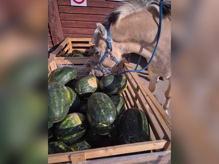 Fjord Castrone 4 Anni 145 cm Baio chiaro in Győrzámoly