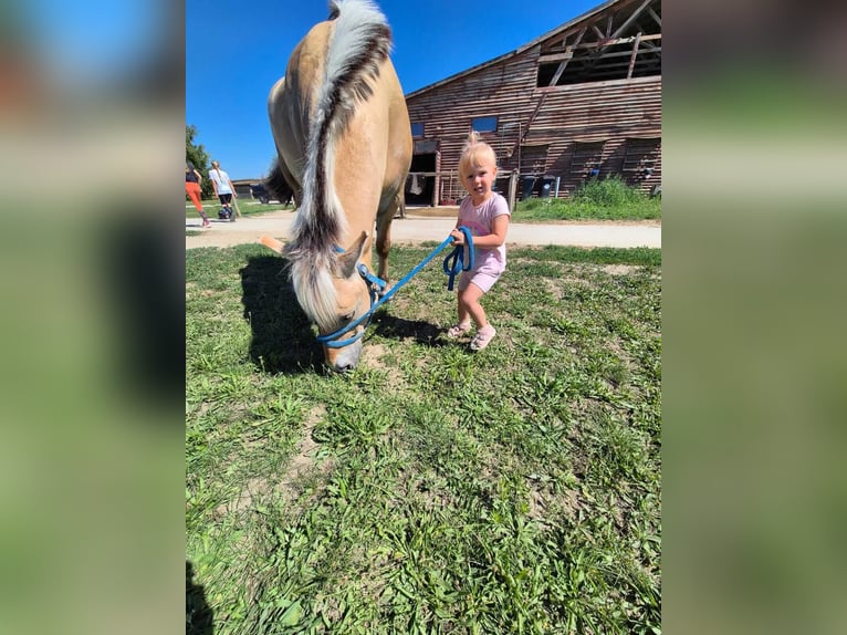 Fjord Castrone 4 Anni 145 cm Baio chiaro in Győrzámoly