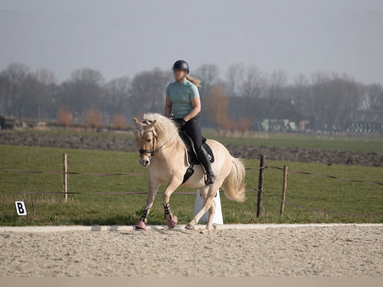 Fjord Castrone 4 Anni 145 cm Baio ciliegia in Grijpskerk