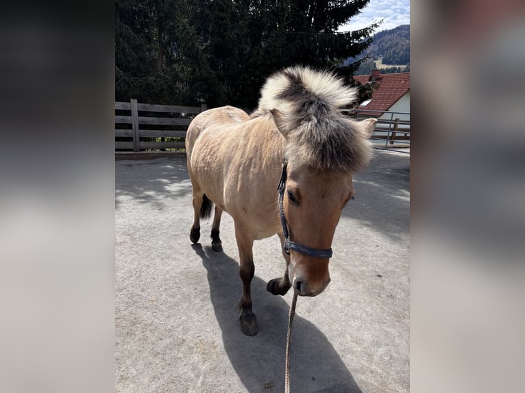 Fjord Mix Castrone 4 Anni 145 cm  in Baierdorf