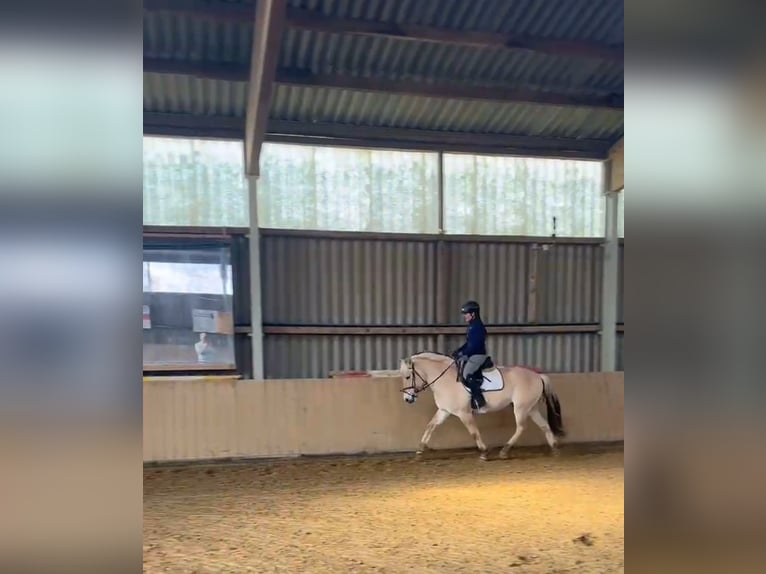 Fjord Castrone 4 Anni 145 cm Falbo in Gerbstedt