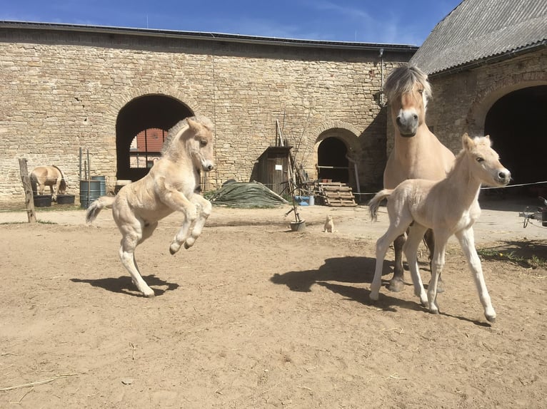Fjord Castrone 4 Anni 145 cm Falbo in Gerbstedt