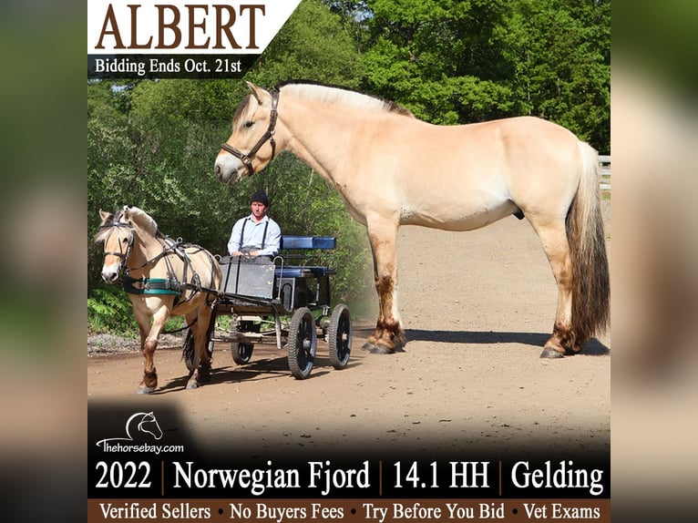 Fjord Castrone 4 Anni 145 cm Falbo in Howell, MI