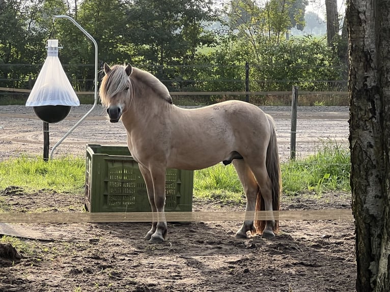 Fjord Castrone 4 Anni 146 cm  in Mussel