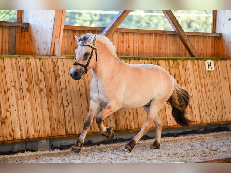 Fjord Castrone 4 Anni 147 cm Falbo in Puy de Dome