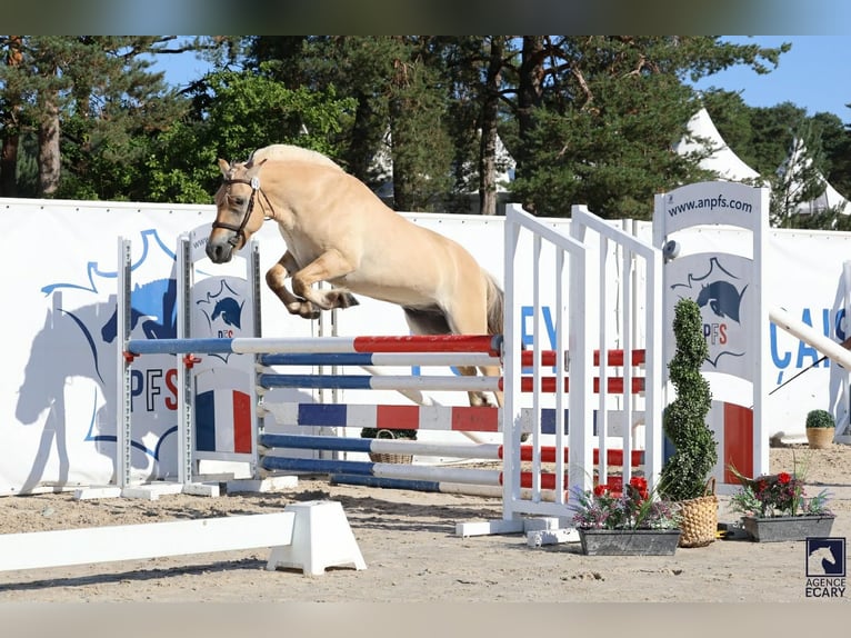 Fjord Castrone 4 Anni 147 cm Falbo in Thiers