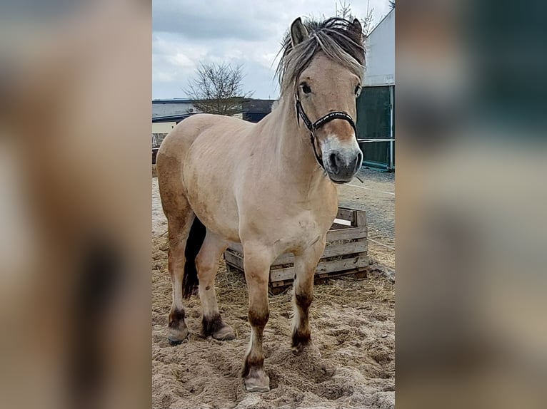 Fjord Castrone 4 Anni 147 cm Falbo in Güntersleben