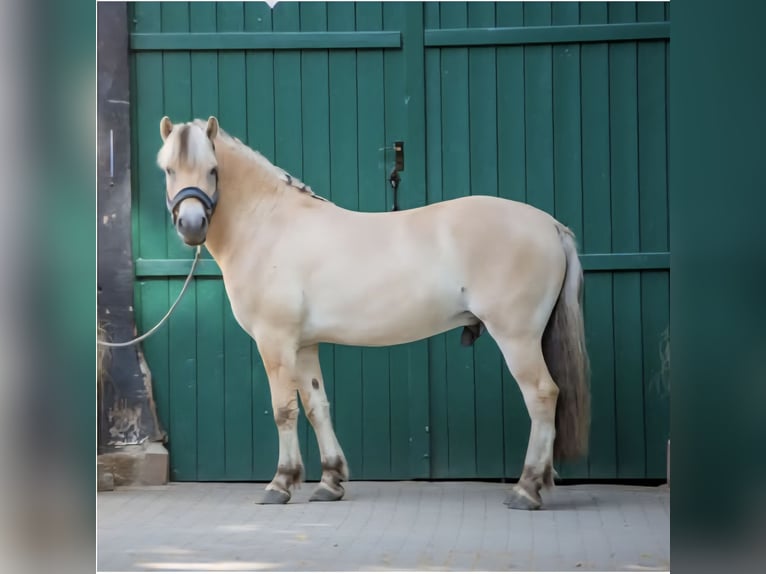 Fjord Castrone 4 Anni 150 cm Falbo in Lotte
