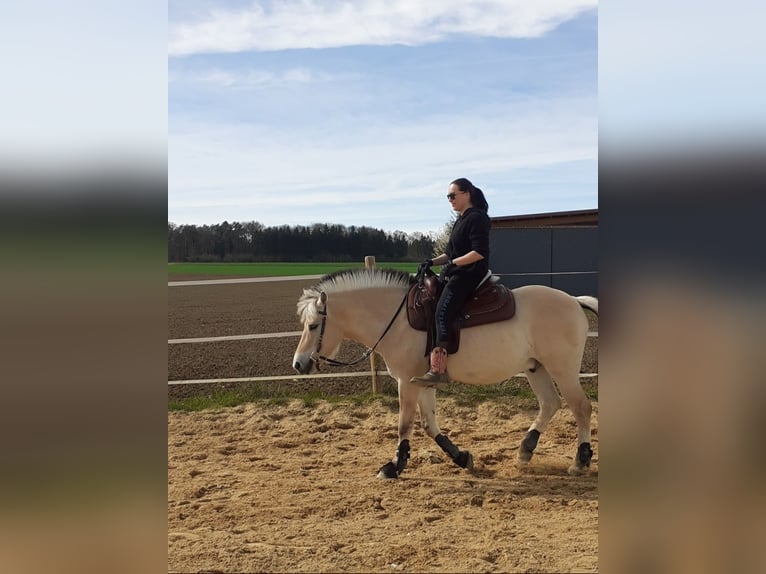 Fjord Castrone 4 Anni 150 cm Falbo in Langenau