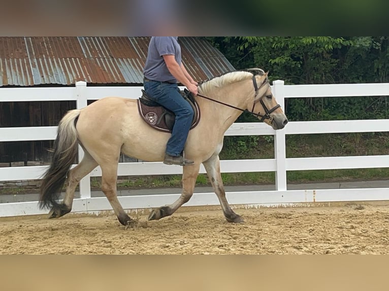 Fjord Castrone 4 Anni 151 cm Falbo in Morsbach