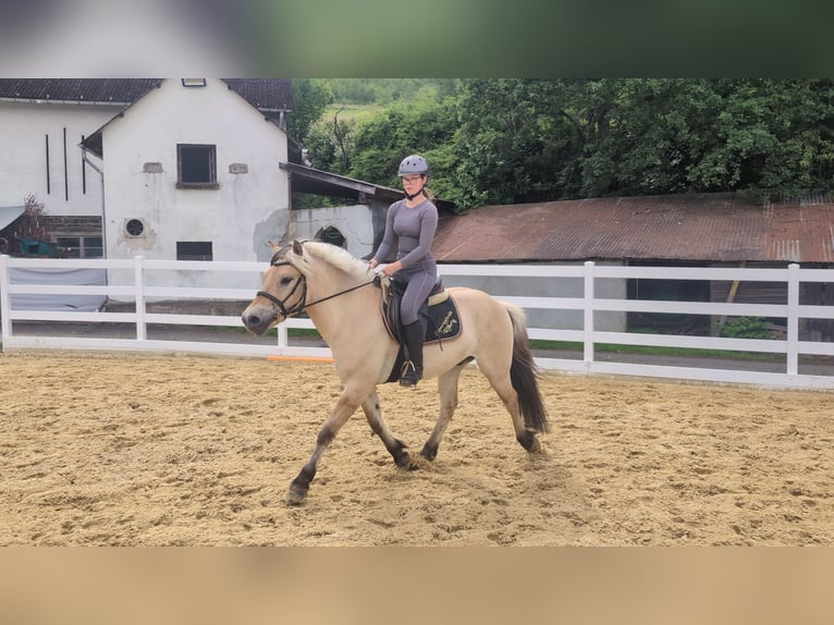 Fjord Castrone 4 Anni 151 cm Falbo in Morsbach