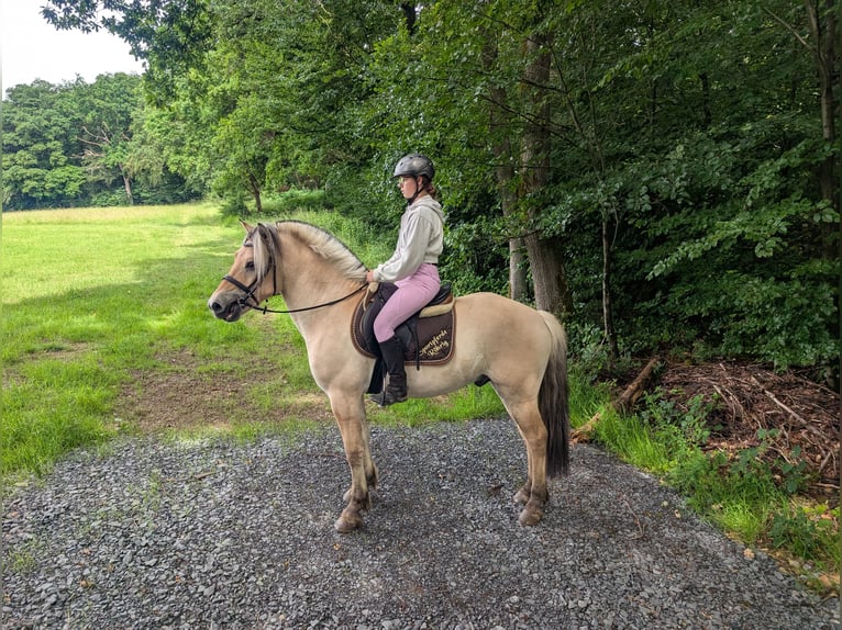Fjord Castrone 4 Anni 151 cm Falbo in Morsbach