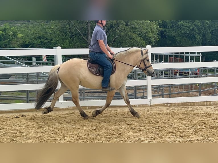 Fjord Castrone 4 Anni 151 cm Falbo in Morsbach