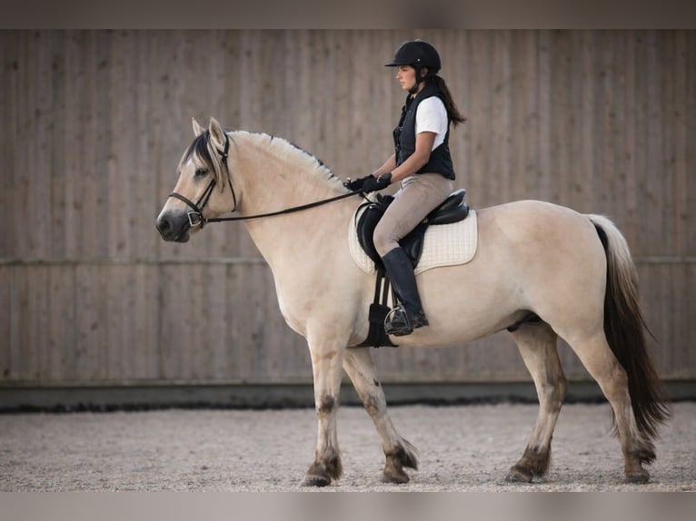 Fjord Castrone 4 Anni 155 cm Falbo in Thiers