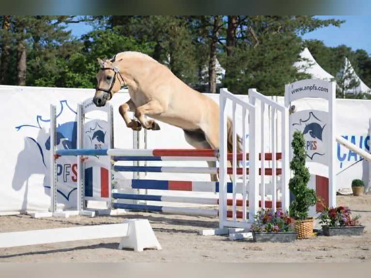 Fjord Castrone 4 Anni 155 cm Falbo in Thiers