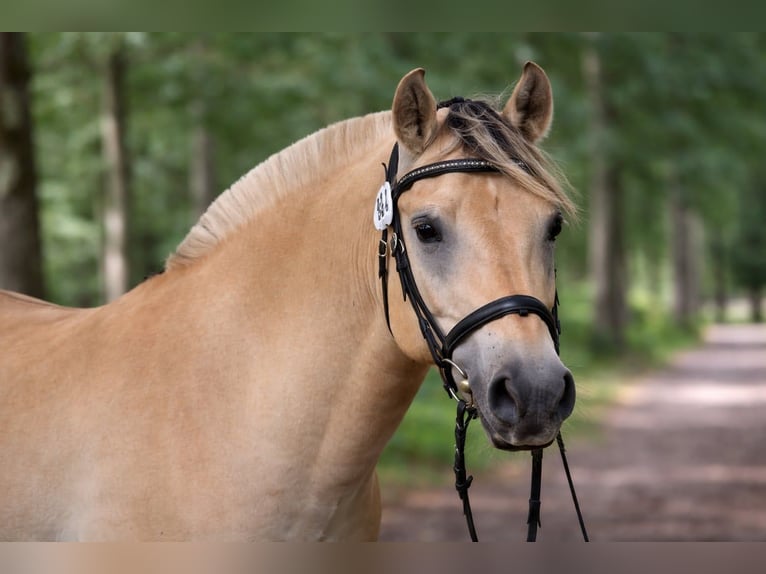 Fjord Castrone 4 Anni 155 cm Falbo in Thiers