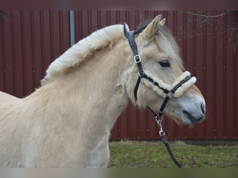 Fjord Castrone 5 Anni 143 cm Falbo in Nahe