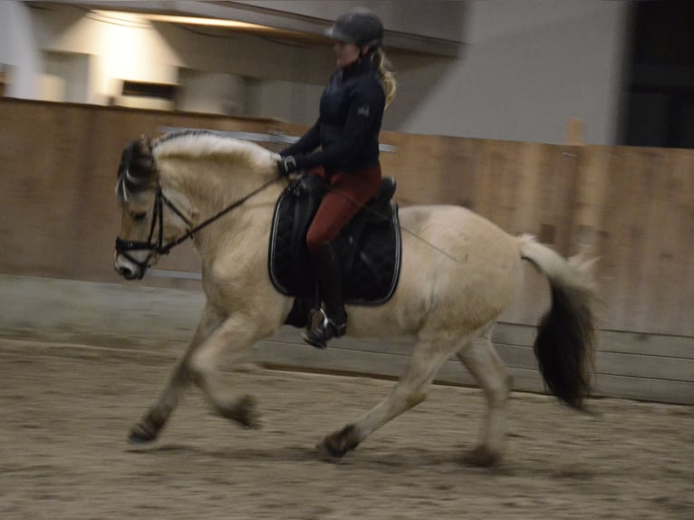 Fjord Castrone 5 Anni 143 cm Falbo in Nahe