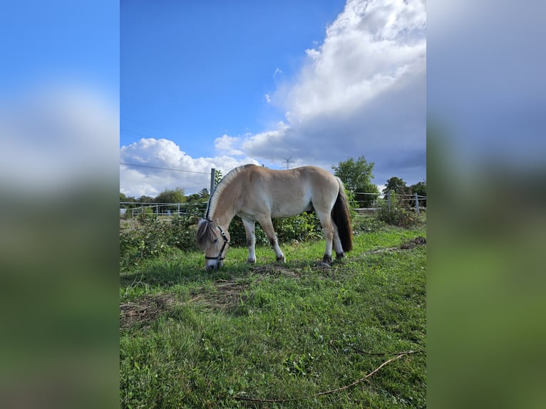 Fjord Castrone 5 Anni 144 cm Falbo in Mannheim