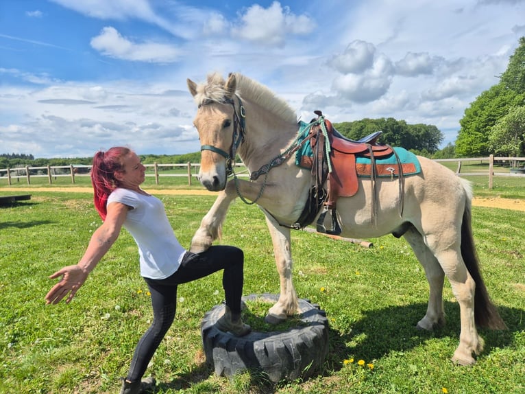 Fjord Castrone 5 Anni 148 cm Falbo in Linkenbach