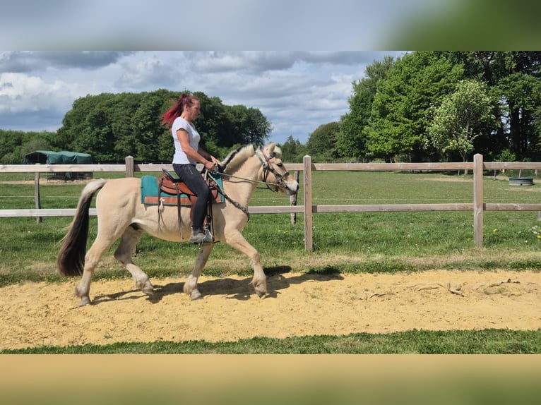 Fjord Castrone 5 Anni 148 cm Falbo in Linkenbach