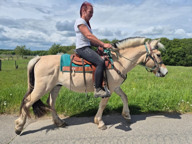 Fjord Castrone 5 Anni 148 cm Falbo in Linkenbach