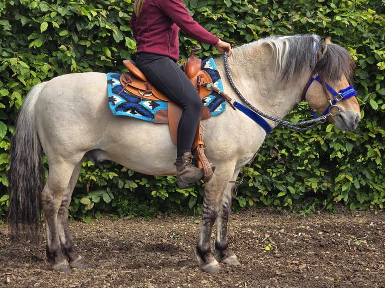 Fjord Castrone 6 Anni 140 cm Falbo in Linkenbach