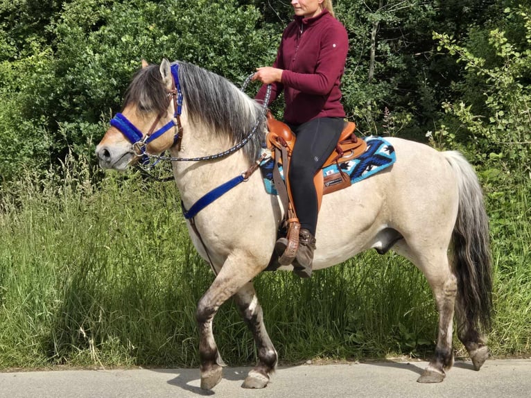 Fjord Castrone 6 Anni 140 cm Falbo in Linkenbach