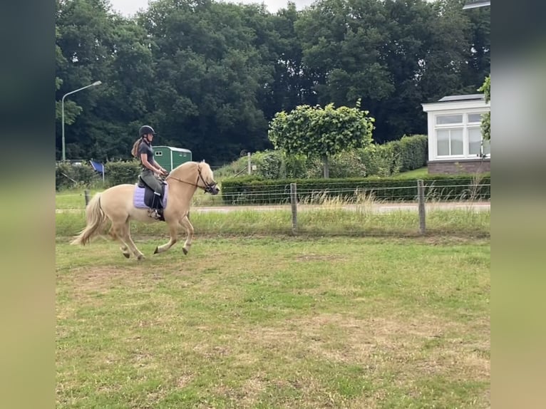 Fjord Castrone 6 Anni 142 cm Falbo in Melderslo