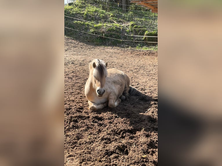 Fjord Castrone 6 Anni 146 cm Falbo in Freising