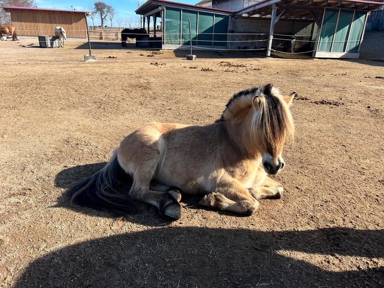 Fjord Castrone 8 Anni 143 cm Falbo in w&#xF6;llersdorf