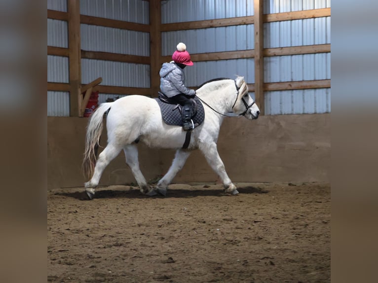 Fjord Castrone 8 Anni 145 cm Bianco in Howell