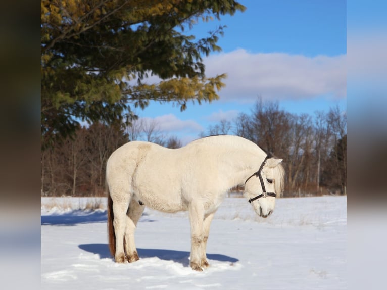 Fjord Castrone 8 Anni 145 cm Bianco in Howell