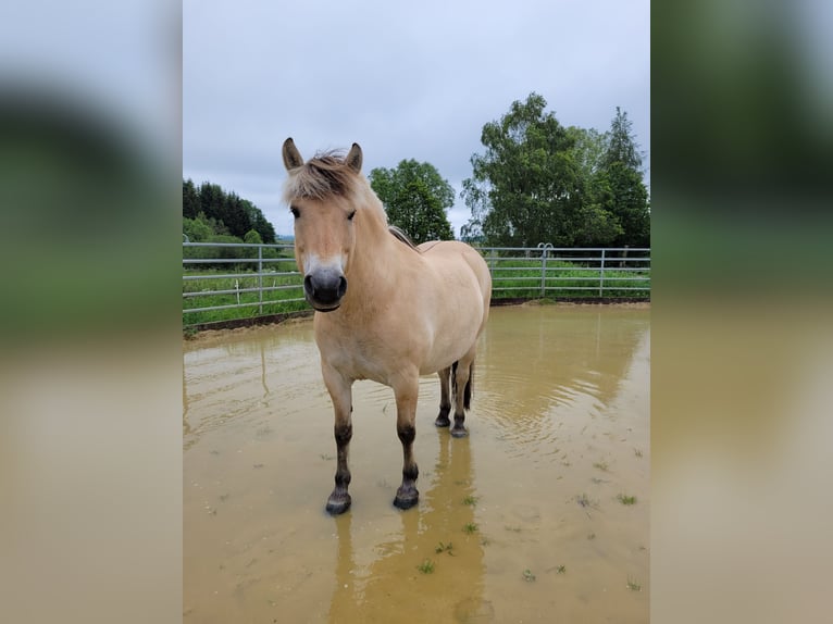 Fjord Castrone 8 Anni 146 cm Falbo in Nisterberg
