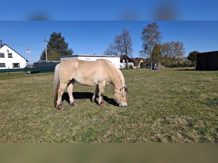 Fjord Castrone 8 Anni 146 cm Falbo in Nisterberg
