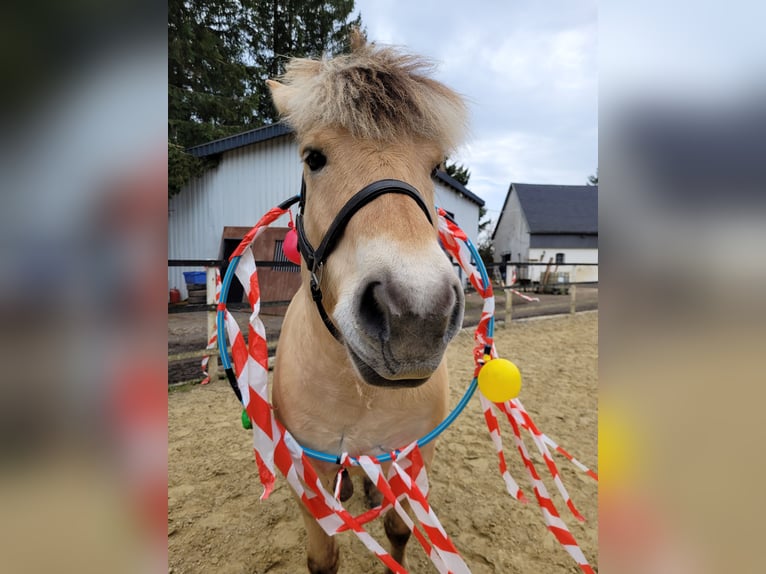 Fjord Castrone 8 Anni 146 cm Falbo in Nisterberg