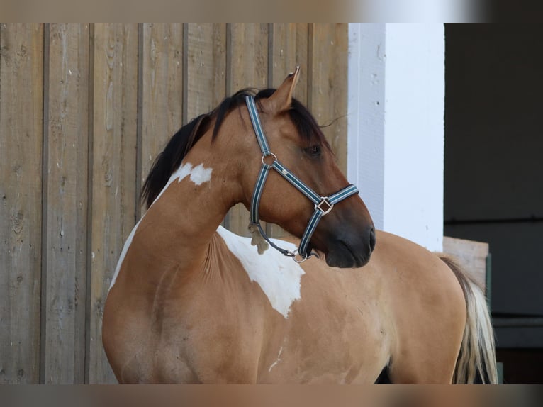 Fjord Mix Castrone 9 Anni 152 cm Pezzato in Düsseldorf