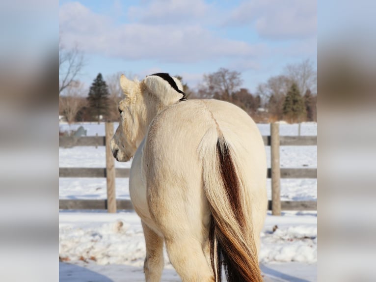 Fjord Castrone 9 Anni Falbo in Howell