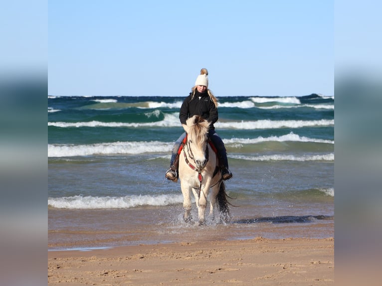 Fjord Castrone 9 Anni Falbo in Howell