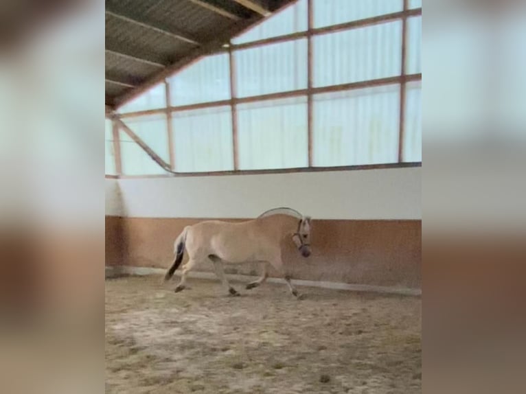 Fjord Giumenta 11 Anni 146 cm Falbo in Homberg/Westerwald