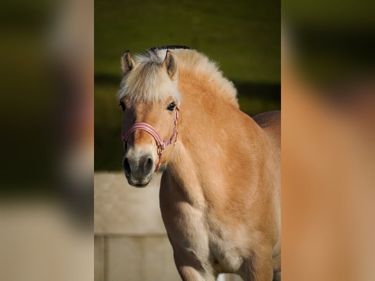 Fjord Giumenta 11 Anni 147 cm Falbo in Nettersheim