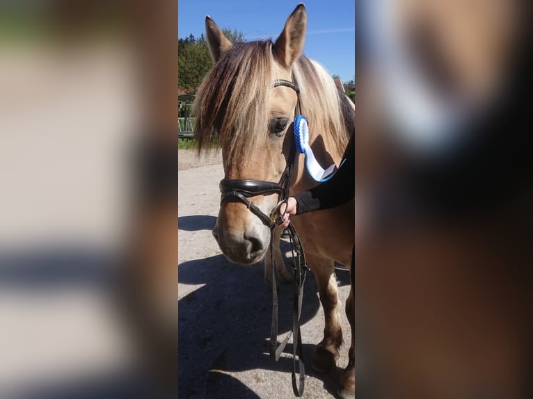Fjord Giumenta 11 Anni 150 cm  in Wonneberg