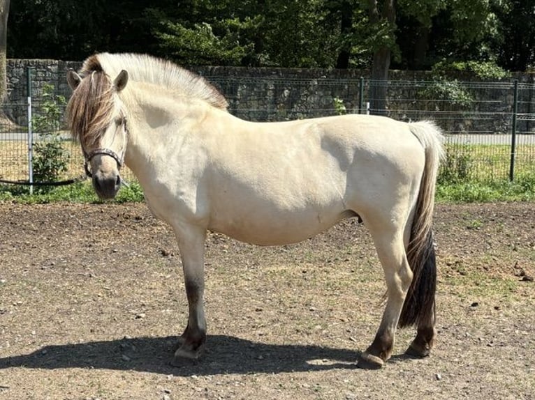 Fjord Giumenta 11 Anni 151 cm Bianco in Kamień Śląski